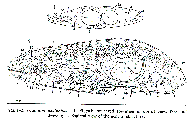 Ulianinia mollissima