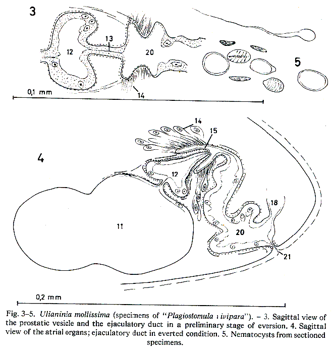 Ulianinia mollissima