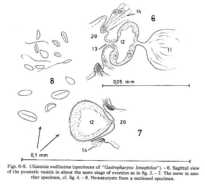 Ulianinia mollissima