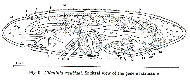 Ulianinia westbladi