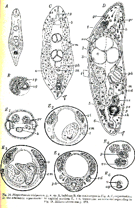 Plagiostomula vivipara