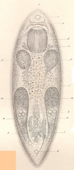 Vortex pallidus