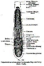 Euporobothria