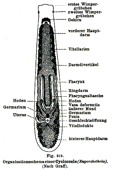 Euporobothria