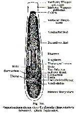 Euporobothria bohemica