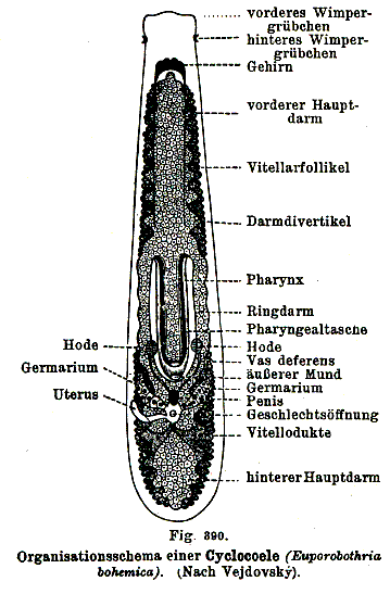 Euporobothria bohemica