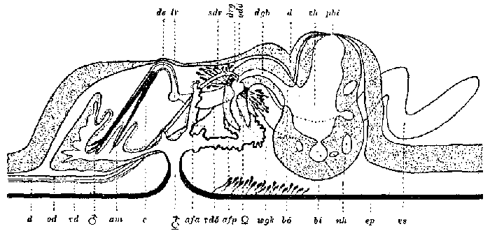 Coelogynopora bresslaui