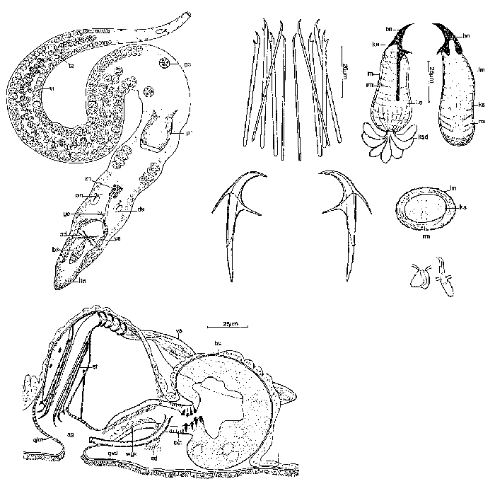 Coelogynopora axi