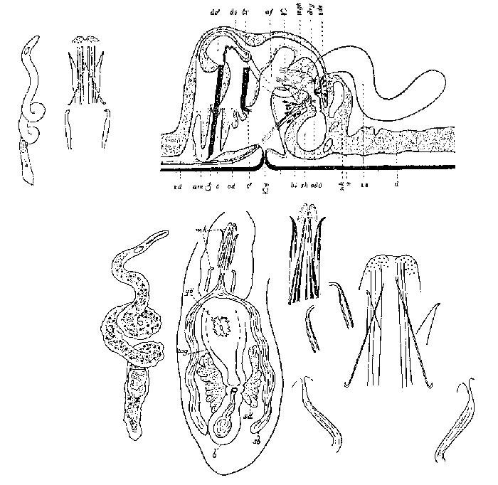 Coelogynopora biarmata