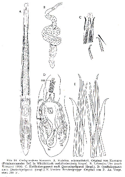 Coelogynopora biarmata