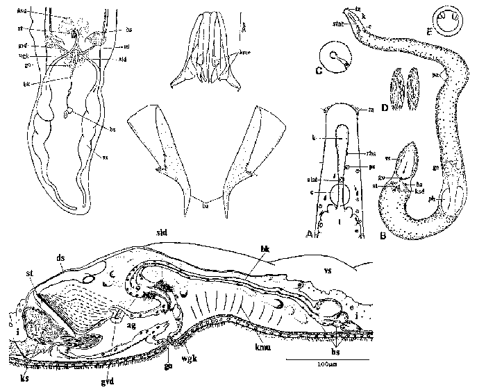 Coelogynopora birostrata