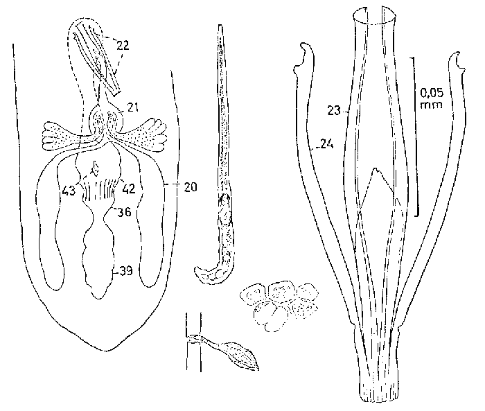 Coelogynopora brachystyla