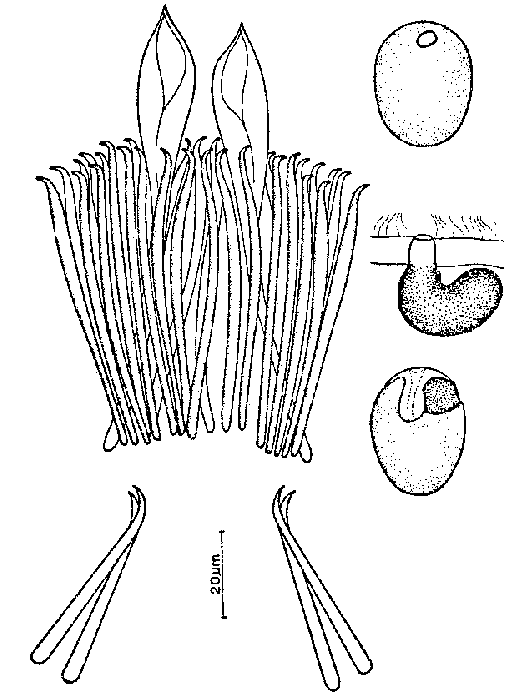 Coelogynopora cochleare