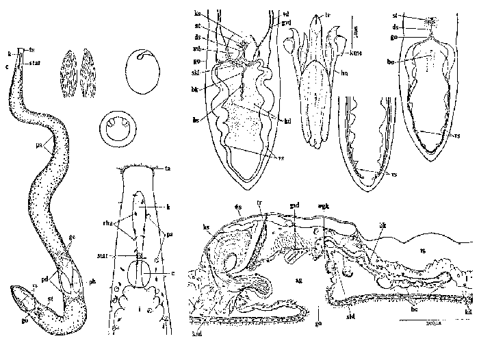 Coelogynopora coniuncta