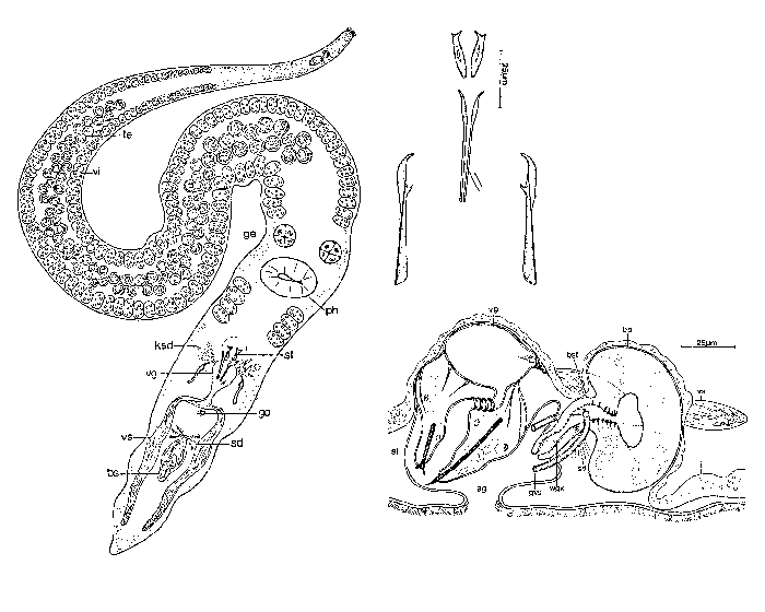 Coelogynopora distortofolio