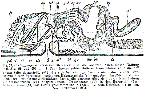 Coelogynopora distortofolio