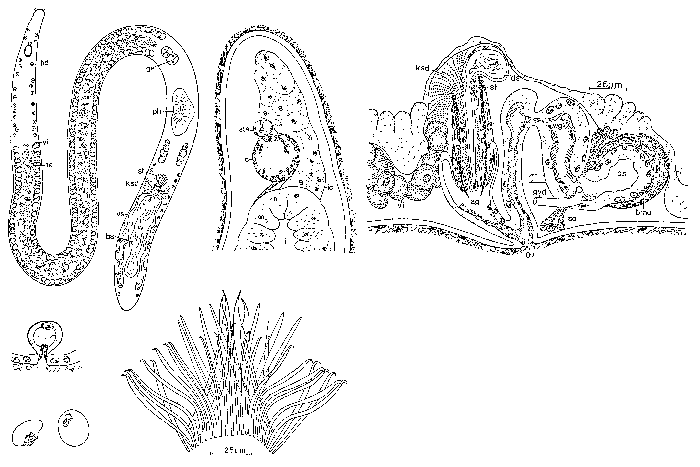 Coelogynopora falcaria