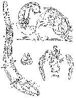 Coelogynopora forcipis