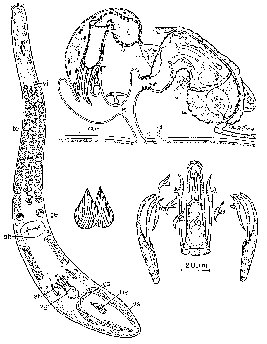 Coelogynopora forcipis