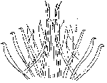 Coelogynopora frondifera