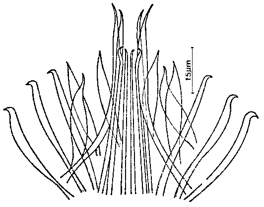 Coelogynopora frondifera