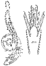 Coelogynopora gallica