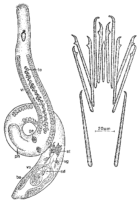 Coelogynopora gallica