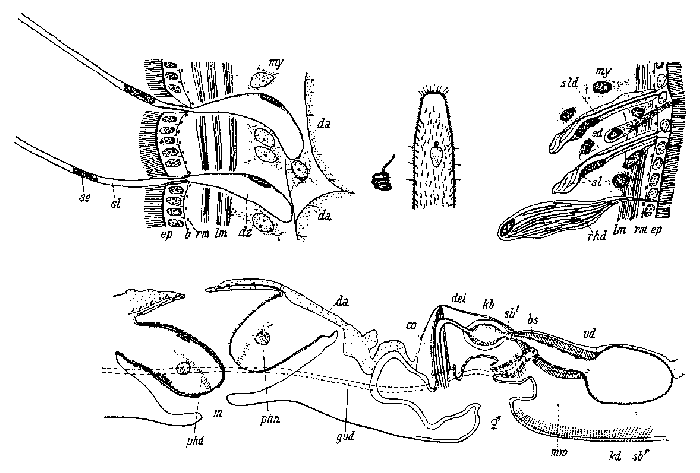 Coelogynopora gigantea