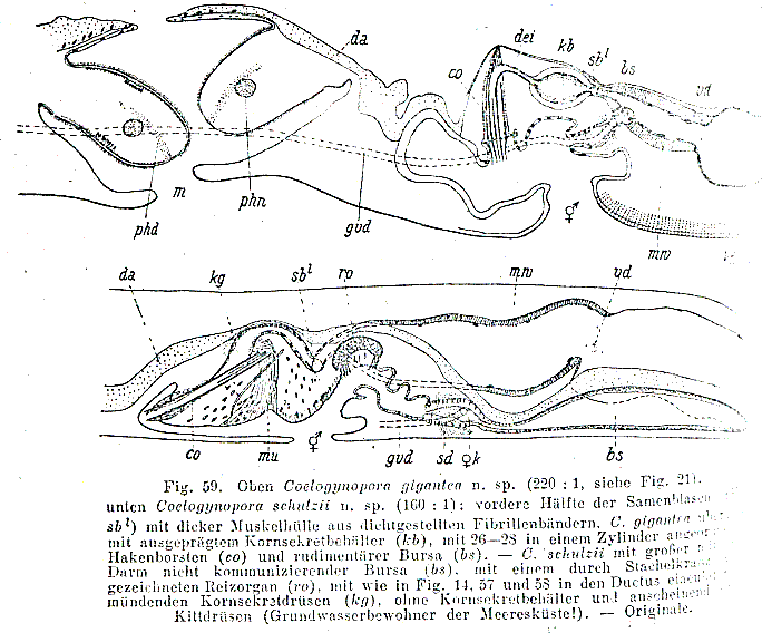 Coelogynopora gigantea