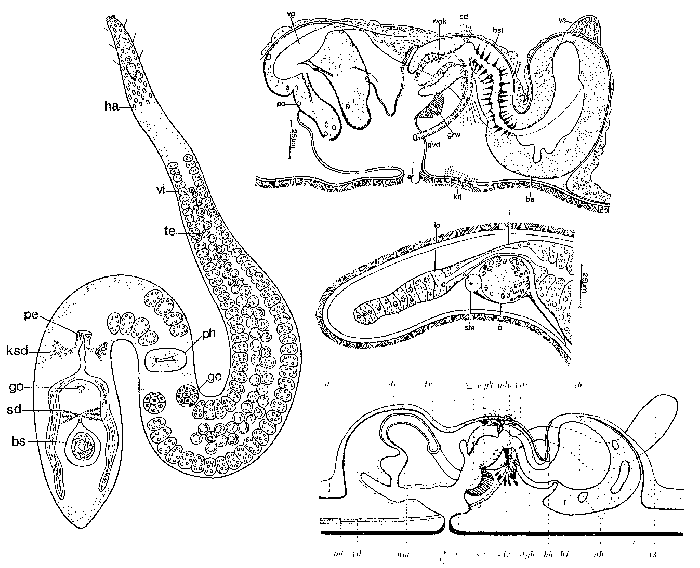 Coelogynopora gynocotyla
