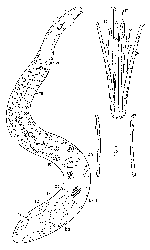 Coelogynopora hamulis