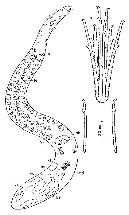 Coelogynopora hamulis
