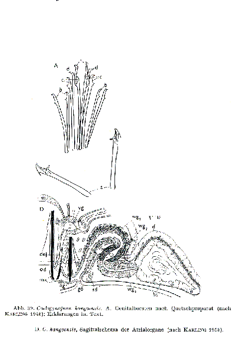 Coelogynopora hangoensis