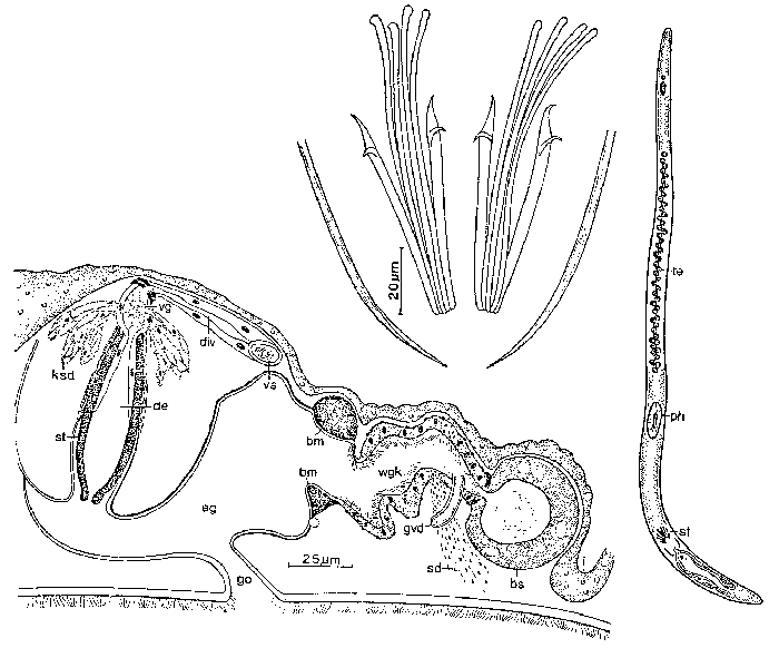 Coelogynopora nodosa