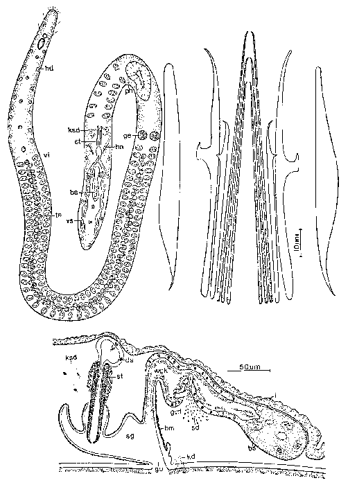 Coelogynopora scalpri