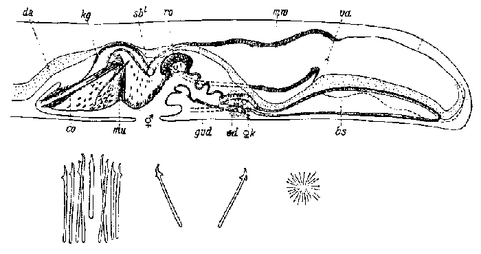 Coelogynopora schulzii