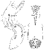 Coelogynopora solifer