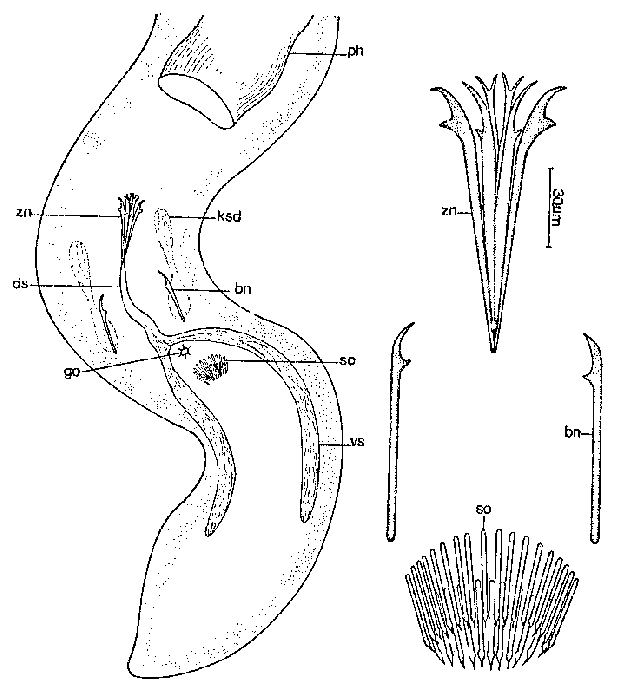 Coelogynopora solifer
