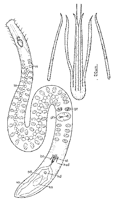 Coelogynopora steinboecki