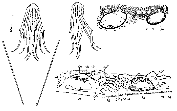 Coelogynopora tenuis