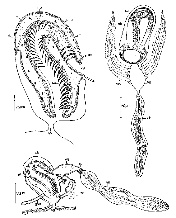 Cirrifera dumosa