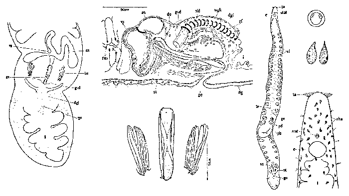 Ezona habomaiensis