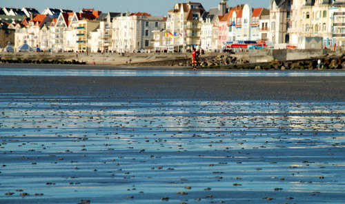 Wadpier - Arenicola marina