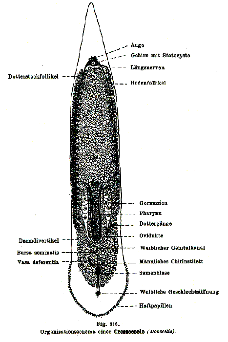 Monocelis