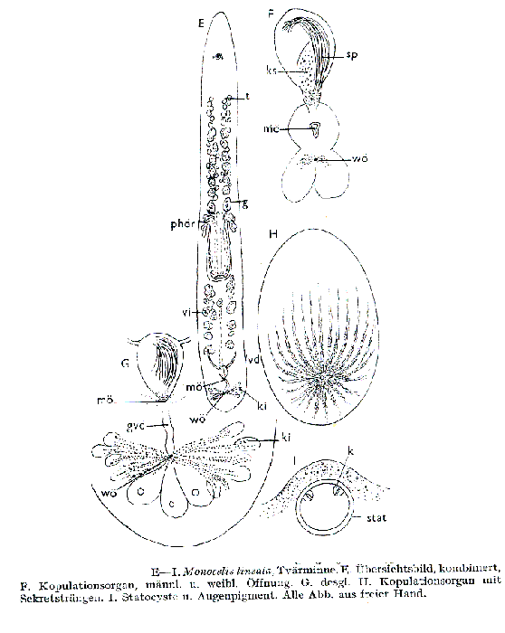 Monocelis lineata