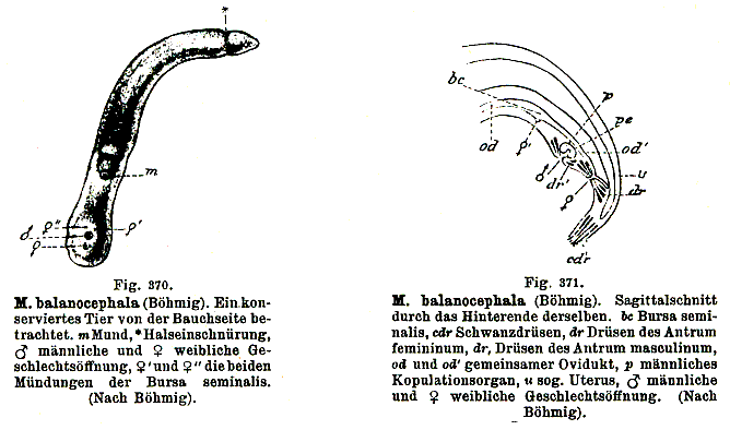 Monocelis balanocephala