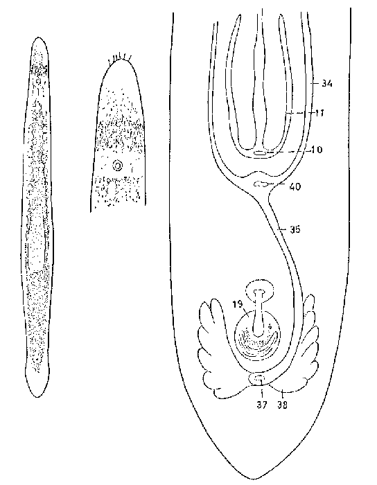 Monocelis cincta