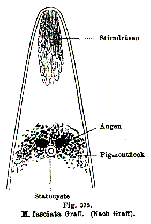 Monocelis fasciata