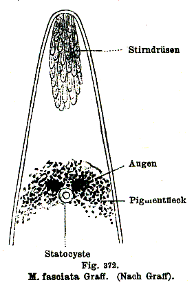 Monocelis fasciata