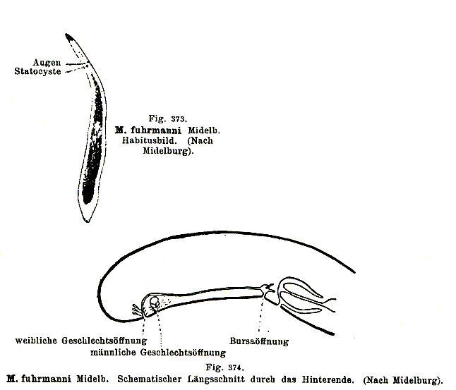 Monocelis fuhrmanni